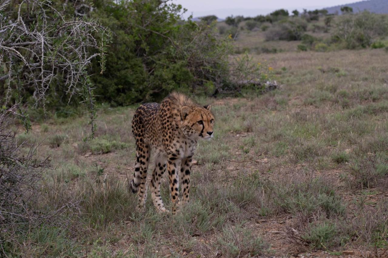 Kuzuko Lodge Addo Exterior photo