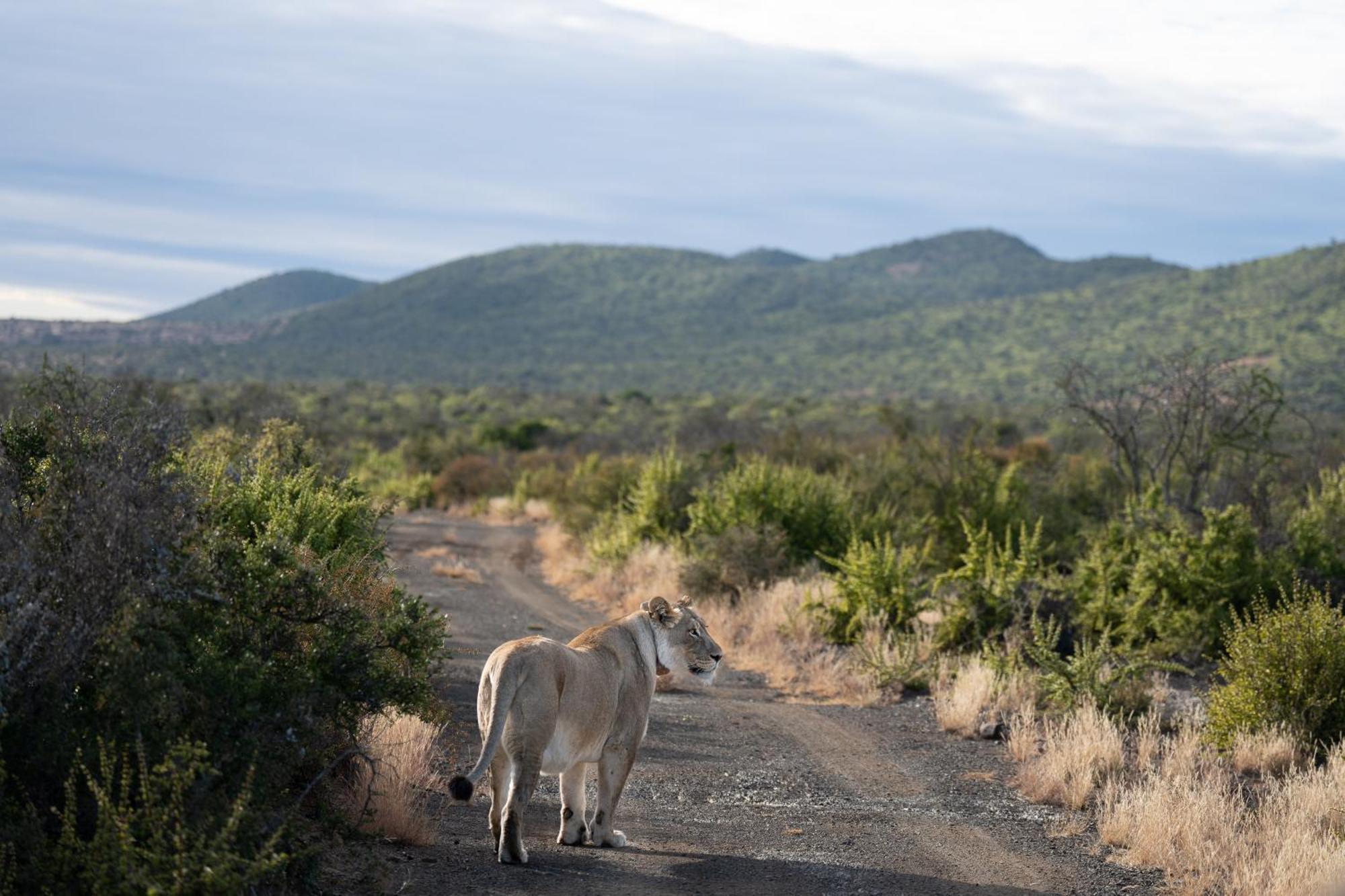 Kuzuko Lodge Addo Exterior photo